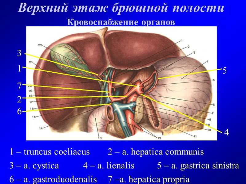 Верхний этаж брюшной полости Кровоснабжение органов 1 – truncus coeliacus 2 – a. hepatica